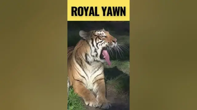 'Video thumbnail for Fun Facts About Tigers: They're Even More Interesting Than You Thought! #shorts'