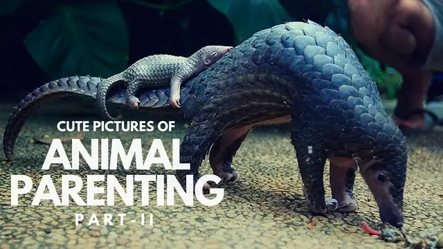 'Video thumbnail for Cute Pictures of Animal Parents and Babies | Animal Parenting Part 2 | Animal Parental Care'