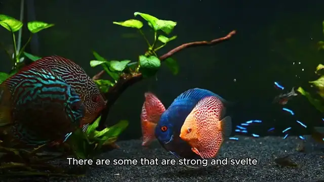 'Video thumbnail for The Cutest Fish in the World'