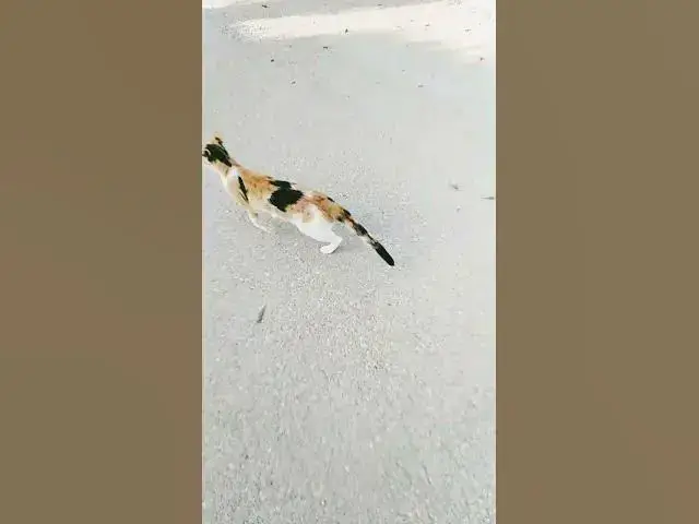 'Video thumbnail for هره'