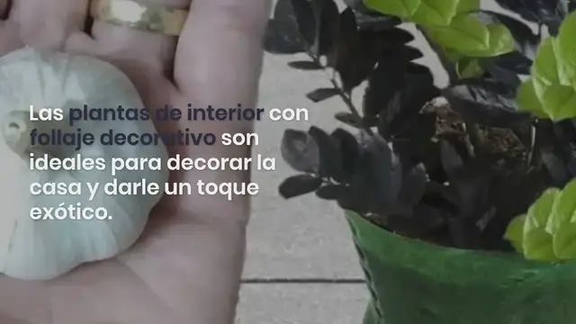 'Video thumbnail for 3 bonitas plantas de interior que requieren poca agua y poco mantenimiento:'