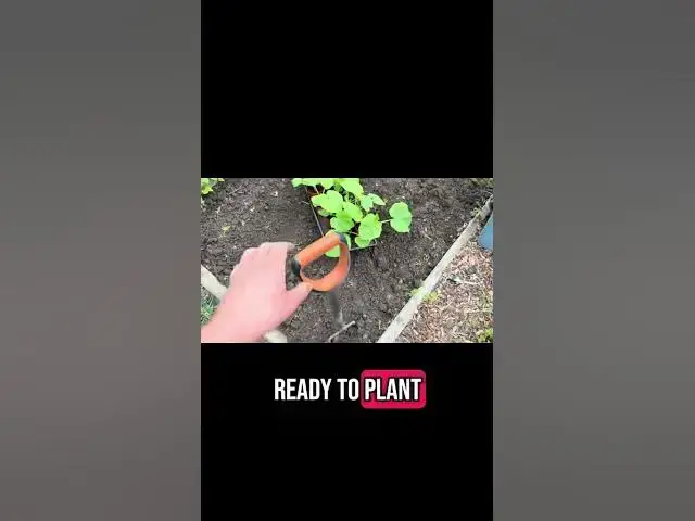 'Video thumbnail for 🎃 How to Plant Giant Atlantic Pumpkins | Grow MONSTER Pumpkins from Seed! 🌱'