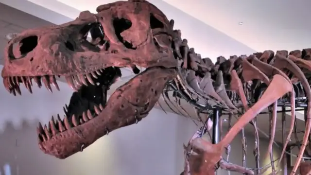 'Video thumbnail for The Tragic Real-Life Story Of Sue The T-Rex'