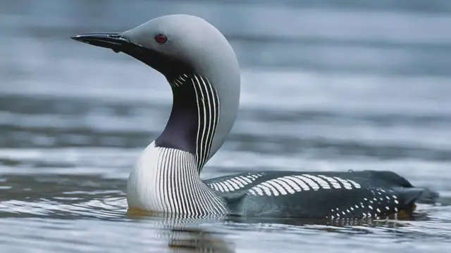 'Video thumbnail for Exploring the Enigmatic Black-Throated Diver: A Master of Northern Waters'