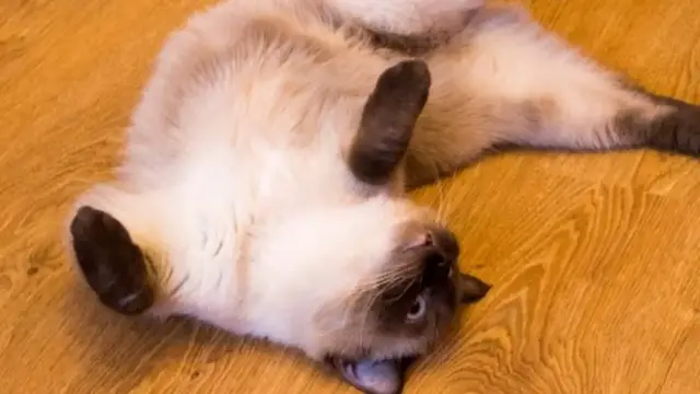 'Video thumbnail for Why Cats Lie On Their Backs To Greet You And Other Feline Facts'