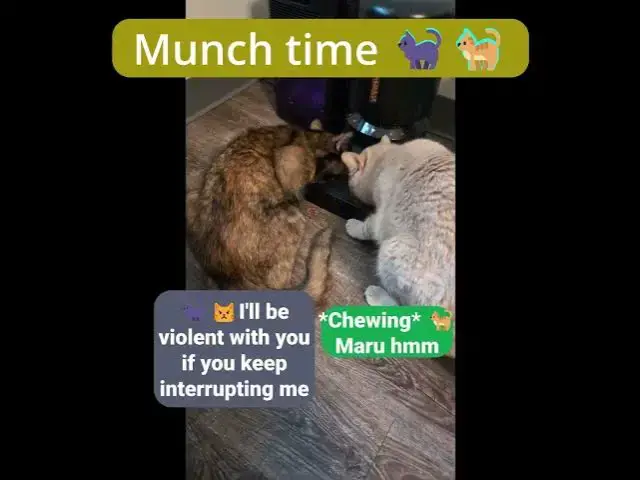 'Video thumbnail for Kitty Munch Time | Soot & Shine 🐈⬛🐈'