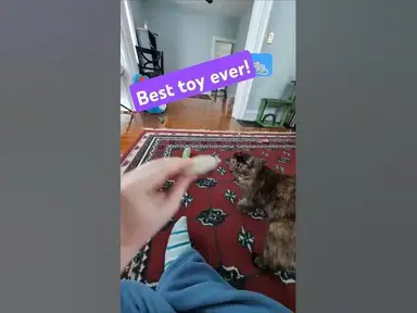 'Video thumbnail for 🐈⬛Soot's Favorite Toy! 🐀'