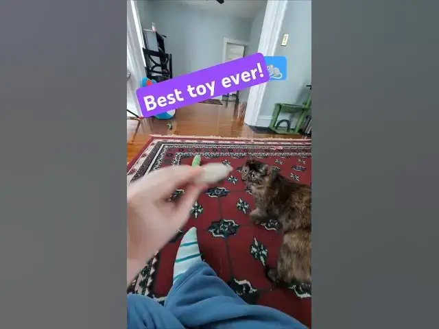 'Video thumbnail for 🐈⬛Soot's Favorite Toy! 🐀'