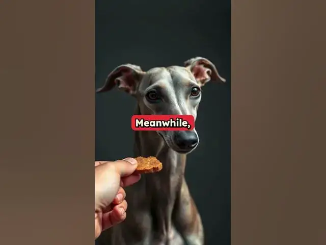 'Video thumbnail for How gently do the Dogs take their treats?'