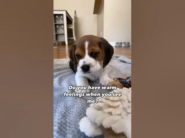'Video thumbnail for #dog #beagle #beaglebreed #puppy #beagleworld #beagledog #pets #beaglepup #dogbreed #cute #beaglefun'