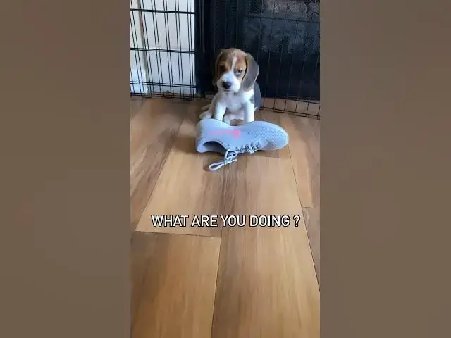 'Video thumbnail for #dog #beagle #beaglebreed #puppy #beaglepup #beagledog #pets #beagleworld #dogbreed #cute #funny'