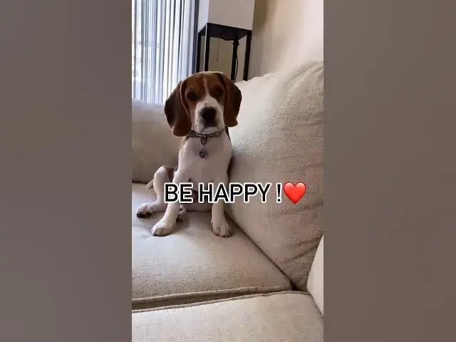 'Video thumbnail for #dog #beagle #puppy #beagleworld #beagledog #pets #beaglepup #cute #happydog #dogbreed #beaglebreed'