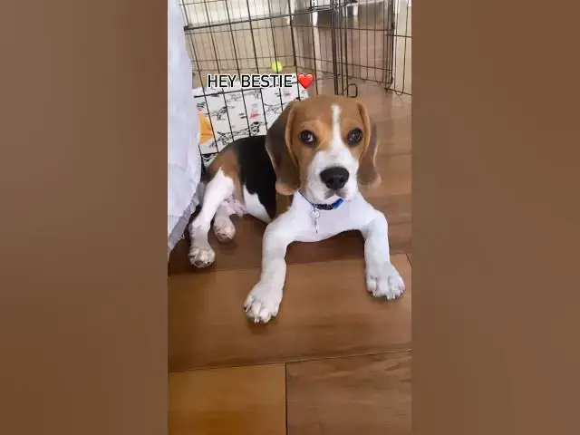 'Video thumbnail for #dog #beagle #beaglebreed #puppy #beagleworld #beagledog #pets #beaglepup #dogbreed #cute #funnydog'