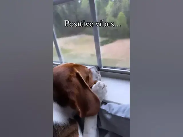 'Video thumbnail for #dog #beagle #dogvideo #funnydog #puppy #beaglepuppy #beagleworld #puppybeagle #doglife #doglovers'