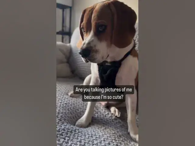 'Video thumbnail for Beagle boy #beagle #puppy #funny #dog #beaglepuppy #beaglelife #beagleworld #puppylife #dog #doglife'