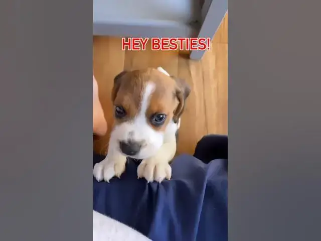 'Video thumbnail for #dog #beagle #pets #beaglelife #doglover #puppy #beaglelife #funny #beaglepuppy #puppyvideos #dogs'
