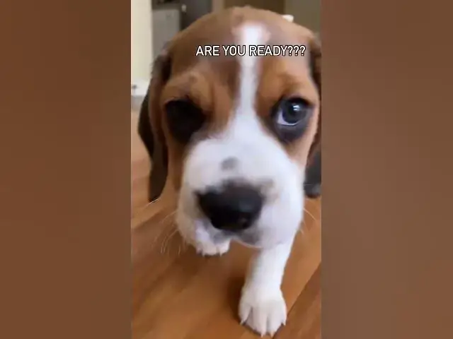 'Video thumbnail for Beagle puppy #beagles #beagle #beaglepuppy #beaglelove #beaglelife #beaglemania #beagleworld #dog'