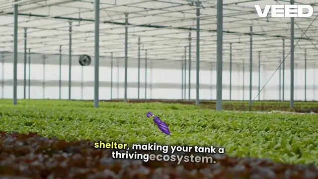 'Video thumbnail for Aquarium Plants: Nature's Secret Tank Helpers'