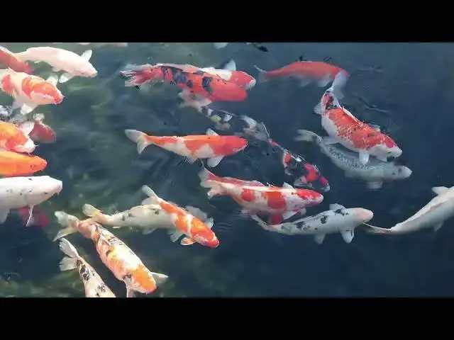 'Video thumbnail for Koi Fish Growth: Debunking the Pond Size Myth'