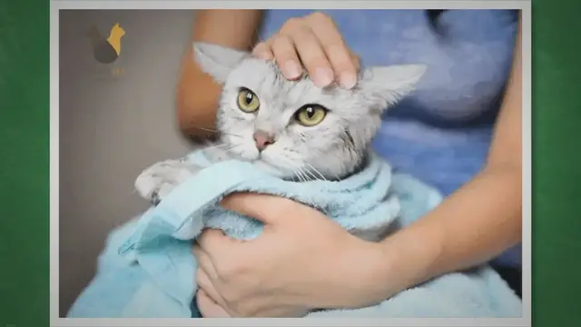 'Video thumbnail for How Often Can You Bathe a Cat?'