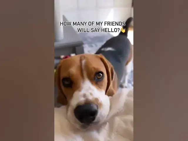 'Video thumbnail for H🐾 #dog #beagle #pets #beaglelife #doglover #beaglepuppy #doglife #puppy #beaglelove #puppyvideos'