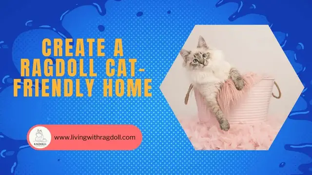 'Video thumbnail for Create a Ragdoll Cat-Friendly Home'