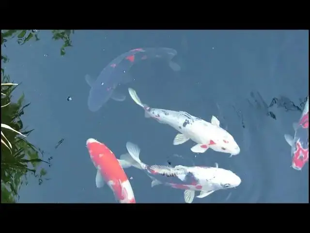 'Video thumbnail for Koi Fish Growth in Brackish Water Tips for Success'