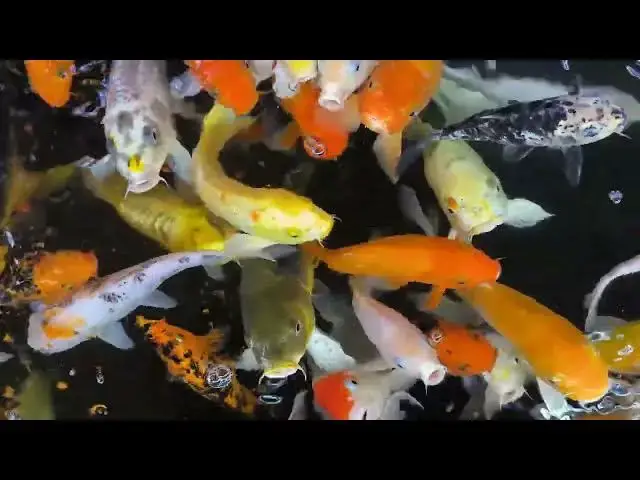 'Video thumbnail for Koi Fish Grooming: Preparing for Competition Success'