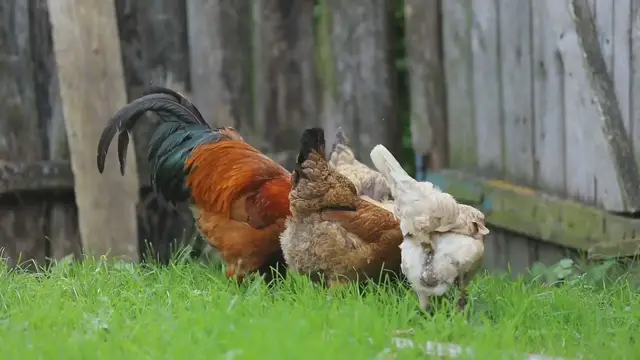 'Video thumbnail for 22 Rooster Breeds: From Giant Brahmas to Tiny Sebrights'