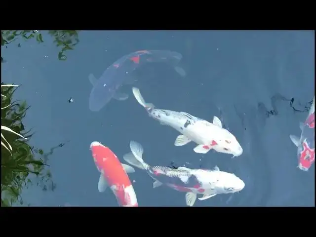 'Video thumbnail for Koi Fish Feeding Guide: Nutrition for Healthy and Colorful Pond Pets'