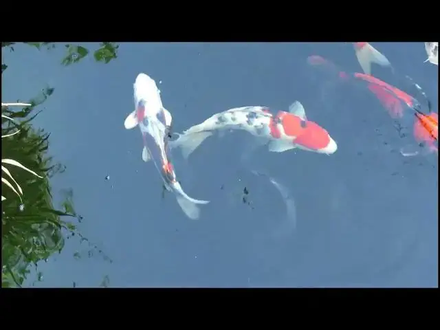 'Video thumbnail for Koi Fish Growth: A Lifelong Journey'