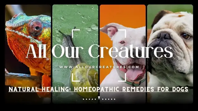 'Video thumbnail for Natural Healing: Homeopathic Remedies for Dogs'