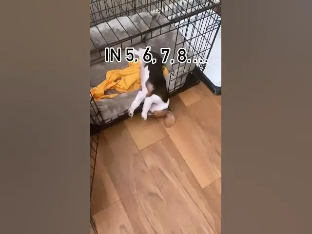 'Video thumbnail for #beagle #beaglelife #dog #beaglepuppy #beagleworld #doglife #doglover #funny #pets #puppy #puppylife'