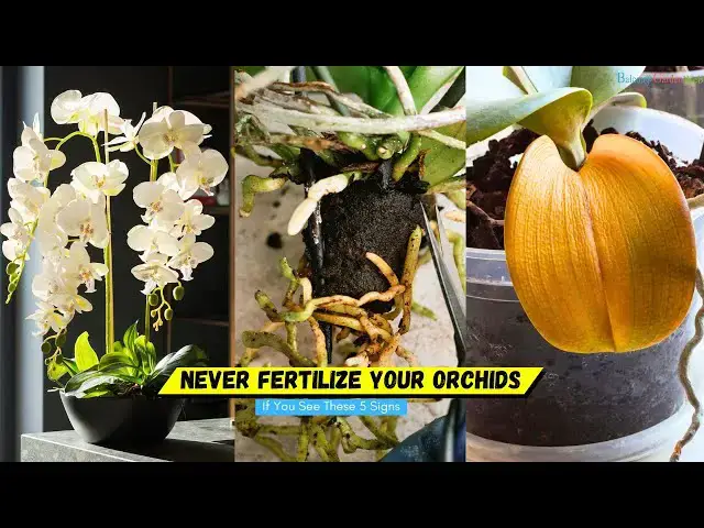 'Video thumbnail for Never Fertilize Your Orchids If You See These 5 Signs'