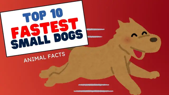 'Video thumbnail for Top 10 Fastest Small Dog Breeds'