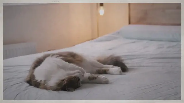'Video thumbnail for Are Ragdoll Cats Cuddly? The Ultimate Guide'