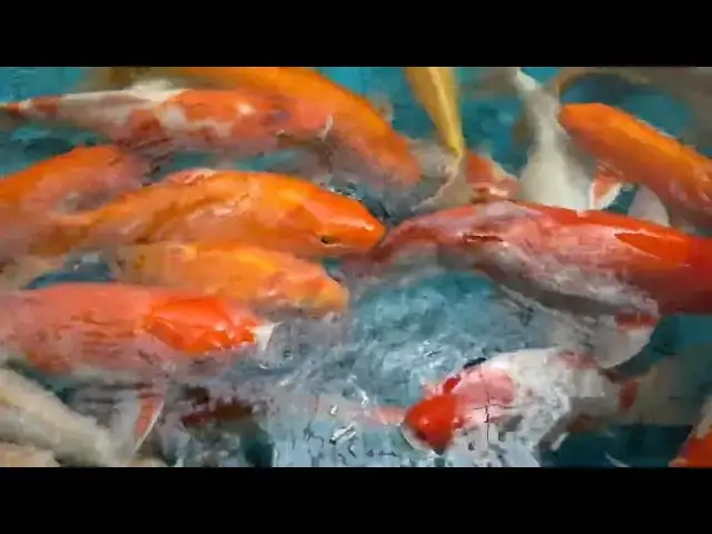 'Video thumbnail for Koi Fish Care: Essential Water Testing for a Healthy Pond'
