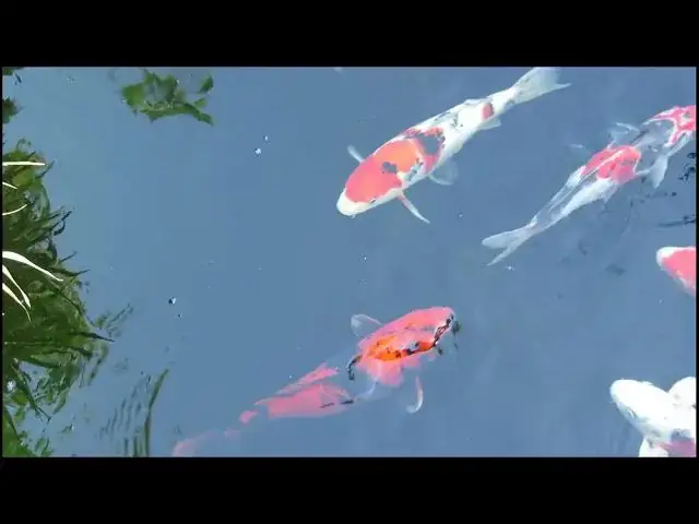 'Video thumbnail for Koi Fish Feeding Guide: Best Practices for Healthy and Vibrant Fish'