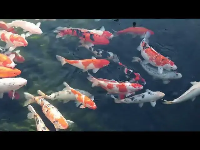 'Video thumbnail for Koi Fish: From Ancient Legend to Symbol of Strength'