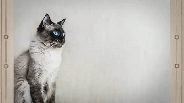 'Video thumbnail for Munchkin Ragdoll Cat: The Perfect Blend of Charm and Elegance'