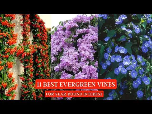 'Video thumbnail for 11 Best Evergreen Vines for Year-Round Interest #vines #creepers #vine'
