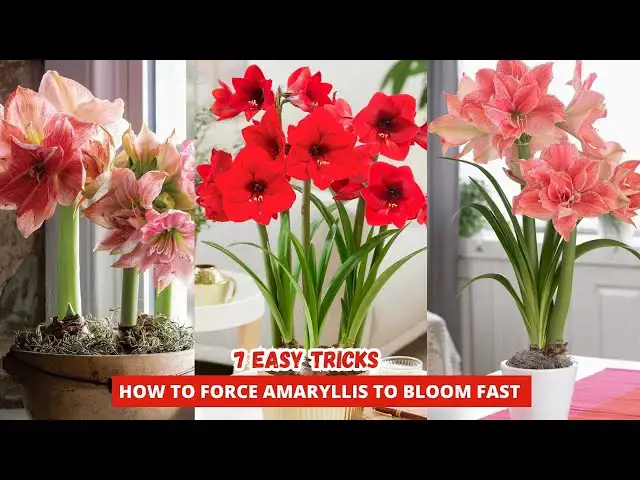 'Video thumbnail for How to Force Amaryllis to Bloom | 7 Expert Tips to Make Your Amaryllis Bloom Like Crazy'