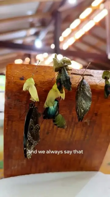 'Video thumbnail for Man and a Butterfly | A Silent Connection Between Two Worlds 🦋'