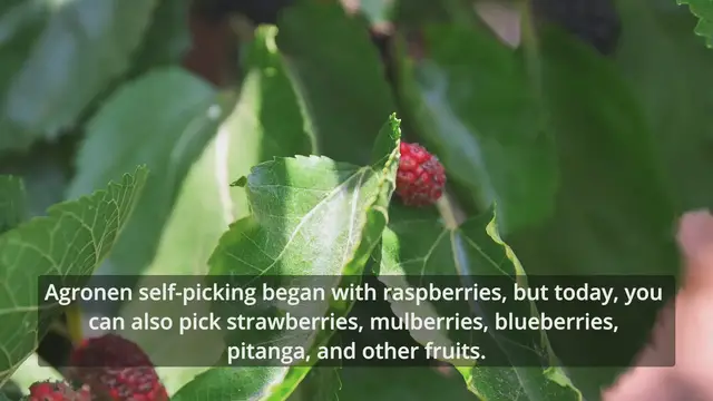 'Video thumbnail for Agronen Self-picking, Gedera'