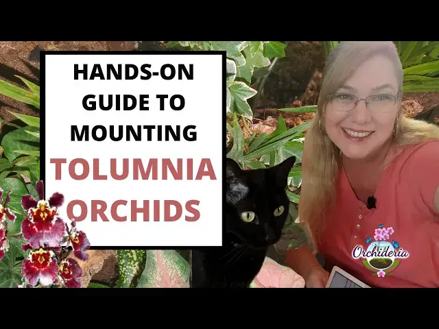 'Video thumbnail for Mounting Tolumnia Orchids: Hands on Guide To Mounting Orchids on Trees'