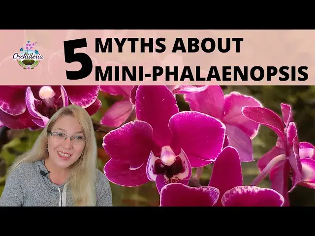 'Video thumbnail for Things They Don't Tell You About Mini-Phalaenopsis Orchids'