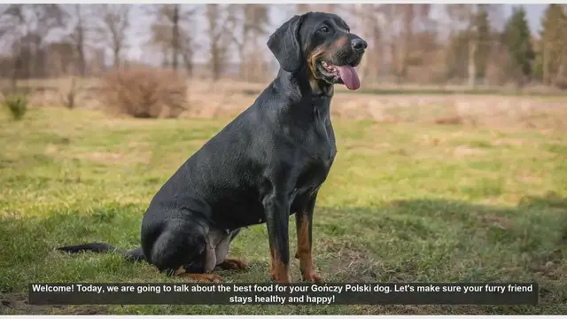 'Video thumbnail for Best Diet Tips for Your Gończy Polski Dog'