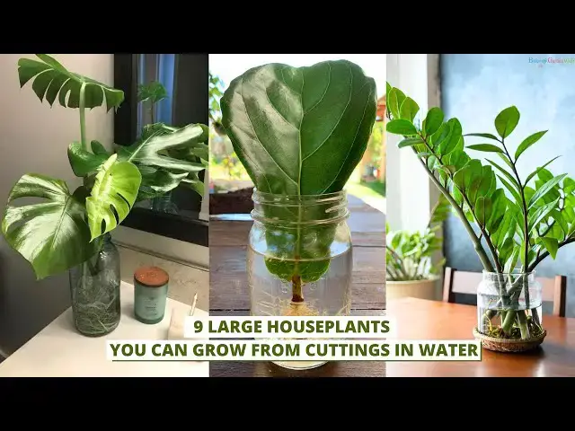 'Video thumbnail for 9 Large Houseplants You Can Grow From Cuttings in Water'