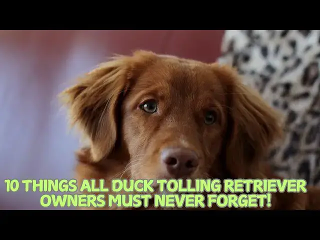 'Video thumbnail for 10 Things All Duck Tolling Retriever Owners Must Never Forget! ❤️'