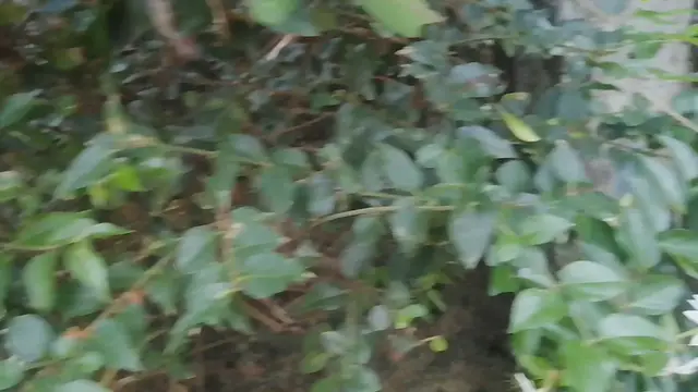 'Video thumbnail for jasmine flower'